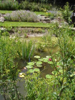 Marre naturelle bassin