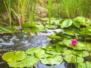 Mare naturelle Bassin Cascade