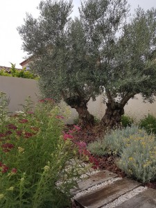 paysagiste Montpellier Saint pargoire Frontignan Balaruc les bains