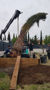 plantation frontignan