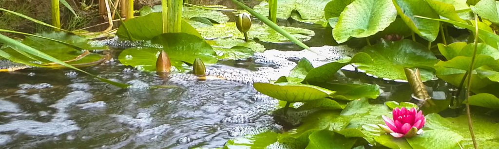bassin biodiversité